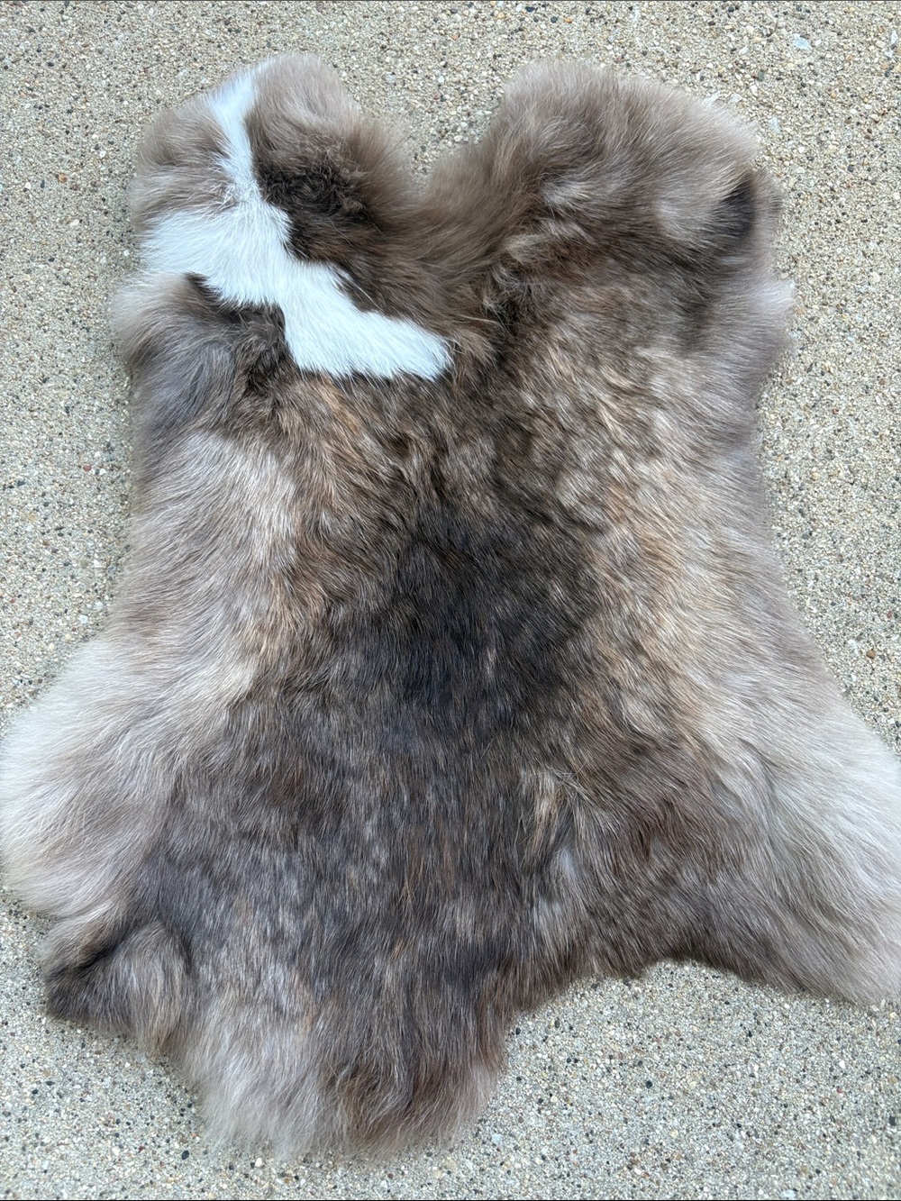 B0179 rabbit pelt